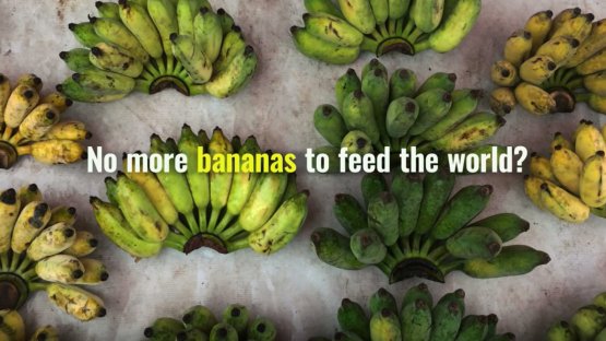 Saving Bananas with Nuclear Science 