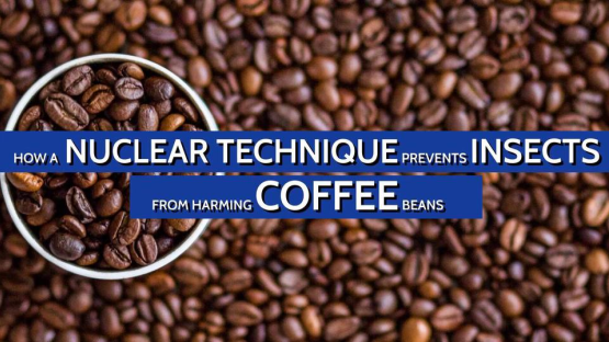 Mise au point d'une nouvelle technique nucléaire qui empêche les insectes de ravager les cerises de café (en anglais)