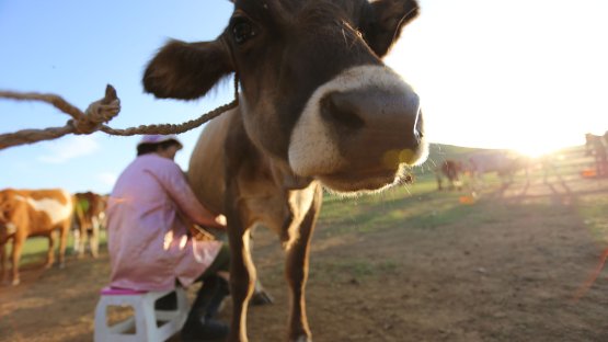 Keeping Mongolia's Livestock Healthy 