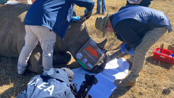 La science nucléaire et l’infrastructure de sécurité nucléaire au service de la protection des rhinocéros rares : un projet soutenu par l’AIEA marque une étape importante