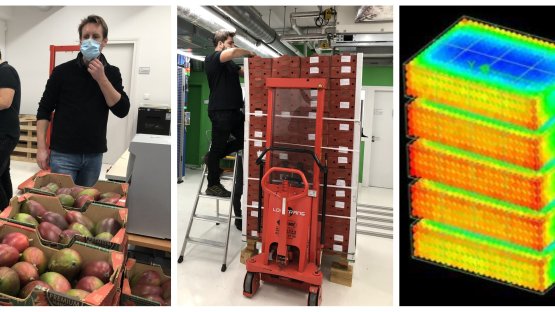 Aerial Experts undertaking tests to verify that X ray irradiation of mango fruits can achieve the minimum dose required for the correct phytosanitary treatment (left and centre). Dose map (right) shows the variation of absorbed dose. (Photos: Aerial)