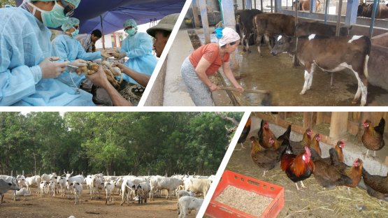Two-thirds of antibiotics sold globally are used on farm animals. Emergence of antimicrobial resistance in animal production systems and its transmission to humans is a global health issue. (Photo: M. Garcia/IAEA)