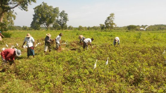 Harvesting groundnut in Sri Lanka