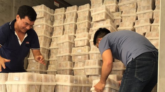 Two male workers in Viet Nam preparing boxes filled with fruit ahead of irradiation, a procedure that kills pests while leaving the fruit intact.