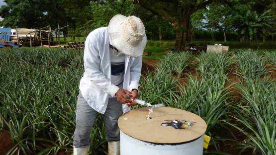 A researcher in Costa Rica collecting greenhouse gases (GHG) samples in the field. Isotopic and related techniques help in measuring GHG from agriculture as well as in mitigating and sequestering carbon.