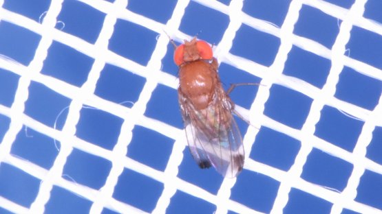Spotted Wing Drosophila, Drosophila suzukii, is a fruit fly native to Southeast Asia but has invaded parts of Europe, the Americas and, most recently, Africa