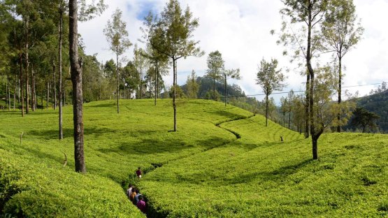 SRL5050 - Boosting Tea Plant Diversity, Quality and Resilience in Sri Lanka