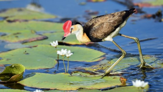 World's most threatened ecosystem. 