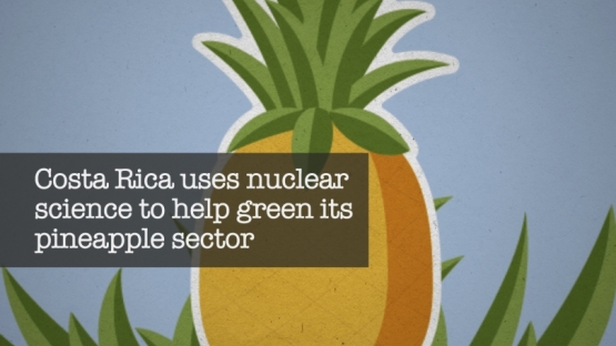 Le Costa Rica utilise la science nucléaire pour rendre le secteur de l'ananas plus écologique  (en anglais)