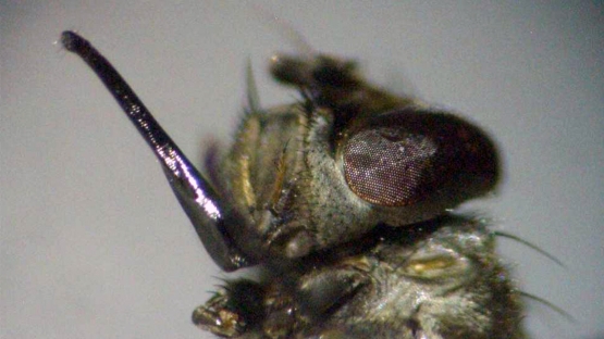 Stinging Wasps Replace Chemical Pesticides becoming Control Agents in Fighting Stable Flies