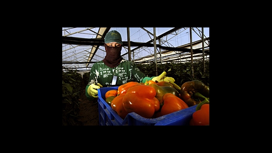 Peppers