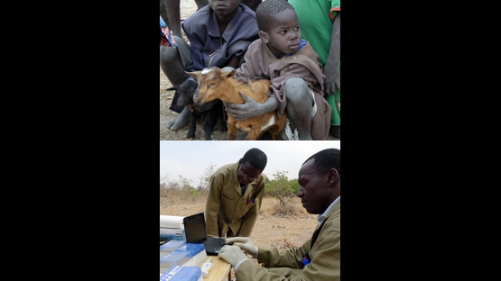 Cameroon livestock