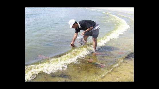 Collection of Marine Algae in Aden, Yemen 