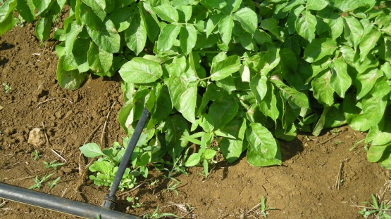 Drip_irrigation