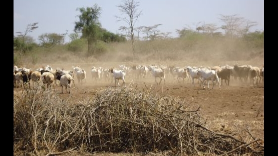 Drylands