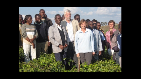 tea farm, tanzania