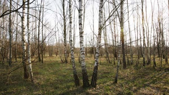 Chernobyl
