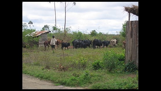 Contributing to a rinderpest-free world
