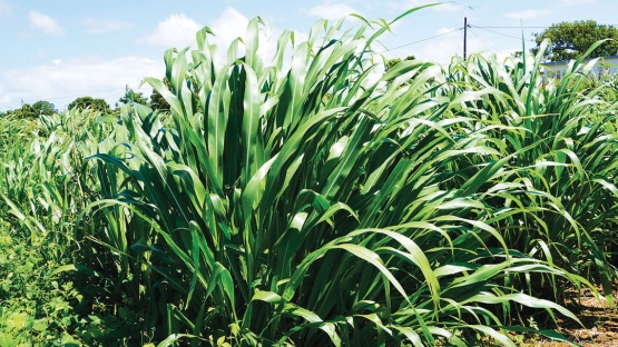 Mauritius local milk and meat production shows increased competitiveness