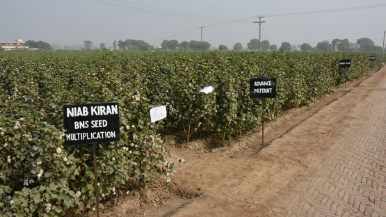 RAS 5075 - Improving Sustainable Cotton Production Through Enhanced Resilience to Climate Change