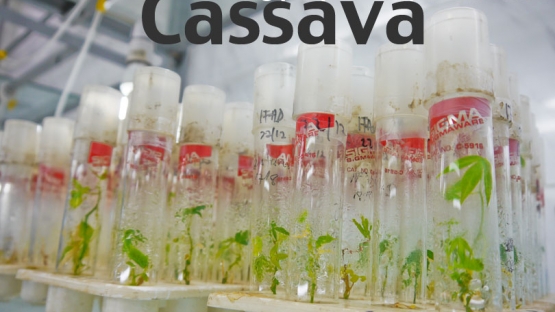 <strong>Cassava:</strong> Any of several American plants (genus <em>Manihot</em>, especially <em>M. esculenta</em>) of the spurge family grown in the tropics for their edible tuberous roots which yield a nutritious starch.