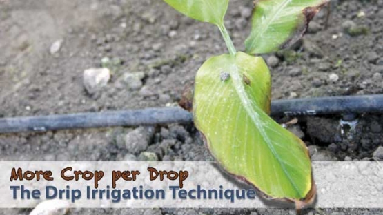 Drip Irrigation: More Crop per Drop