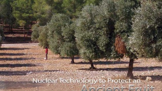 Olive Fly: Nuclear Technology to Protect an Ancient Fruit