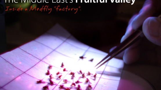 The Middle East’s Fruitful Valley - Bioflies