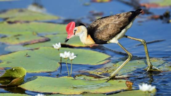World's most threatened ecosystem. 