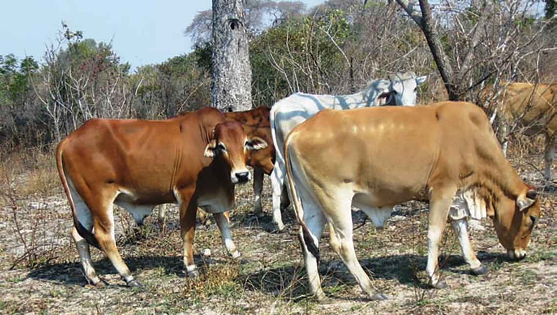 zambia-livestock-1140-2.jpg